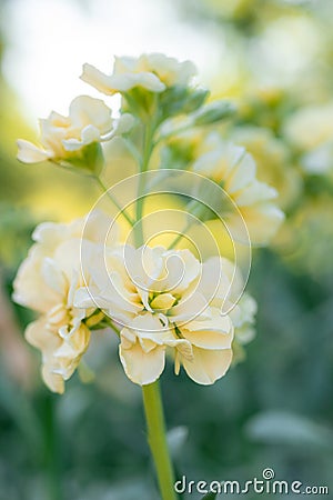 Matthiola incana, or commonly called Stock. Beautiful pastel creamy yellow double stock flowers. Stock Photo