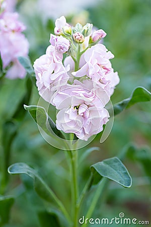 Matthiola incana, or commonly called Stock. Beautiful pastel pink double stock flowers. Stock Photo