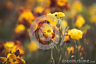 Matthiola incana Hoary stock flowers Stock Photo