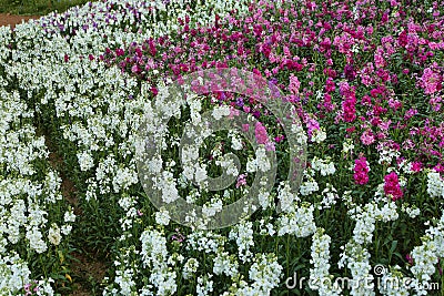 Matthiola incana flowers - Tarma Stock Photo