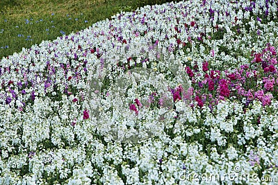 Matthiola incana flowers - Tarma Stock Photo