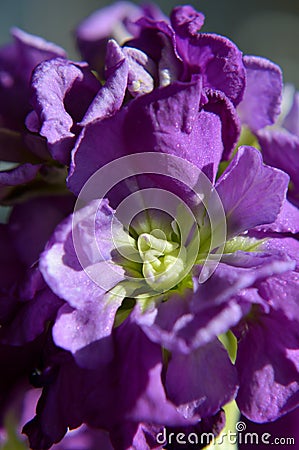 Macro purple hoary stock matthiola incana Stock Photo