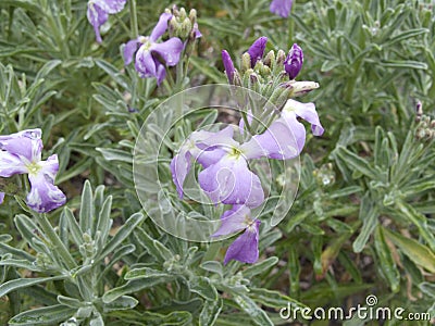 Matthiola sinuata purple flowers Stock Photo