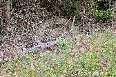 Mattress and trash dumped on back road Stock Photo