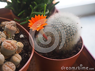 Matucana with flower Stock Photo