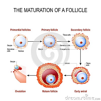 Maturation of a follicle Vector Illustration