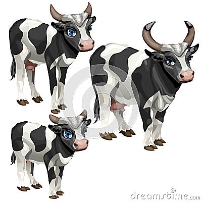 Maturation stages of cow, three stages of growth Vector Illustration