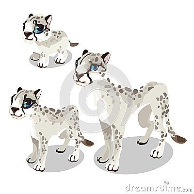 Maturation stages of the white spotted panther Vector Illustration