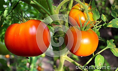 Maturation of tomatoes in a vegetable garden Stock Photo