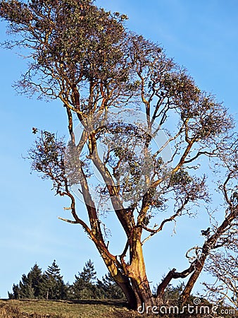 Mature Arbutus Tree Stock Photo