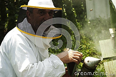 Mature beekeeper smoking bees in beehive Stock Photo