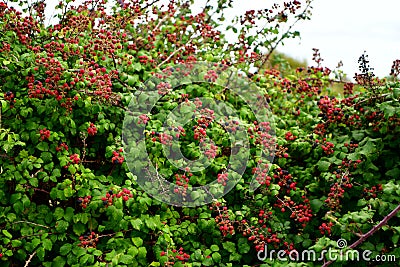 Mature Blackberries - a forest health treasury Stock Photo