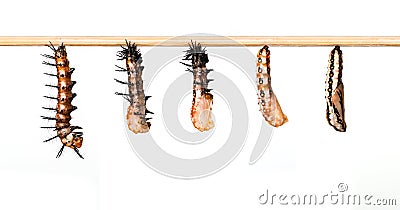 Mature caterpillar transform to cocoon of Tawny Coster butterfly Stock Photo