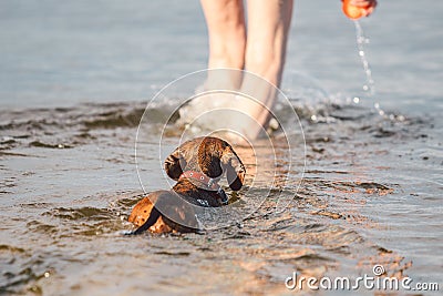 Mature caucasian woman plays ball in water with dog of Dachshund breed. Summertime theme with pet swim in river. Hot weather in Stock Photo