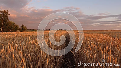 Mature cereal harvest against sky. ears of wheat shakes wind. huge yellow wheat floor in idyllic nature in golden rays Stock Photo