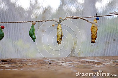 Mature cocoon of the butterfly is hanging in the insectarium Stock Photo