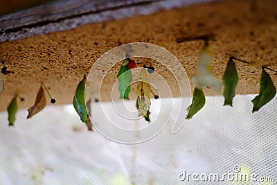 Mature cocoon of the butterfly is hanging in the insectarium Stock Photo