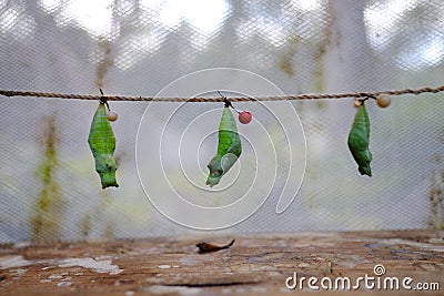 Mature cocoon of the butterfly is hanging in the insectarium Stock Photo
