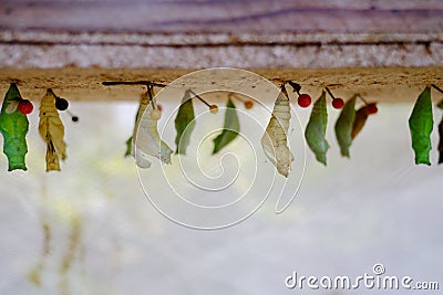 Mature cocoon of the butterfly is hanging in the insectarium Stock Photo