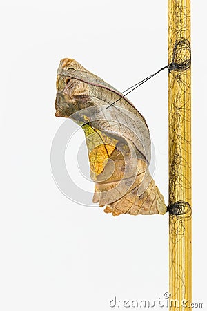 Mature cocoon of common birdwing butterfly Stock Photo