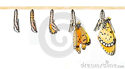 Mature cocoon transform to Tawny Coster butterfly Stock Photo