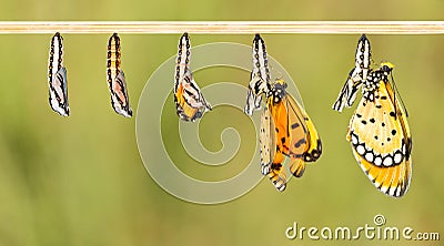 Mature cocoon transform to Tawny Coster butterfly Stock Photo