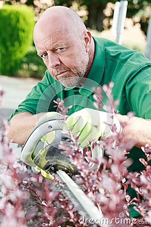 Mature concentrated man cutting hedge Stock Photo