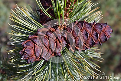 Mature cones on pine elfin. Stock Photo