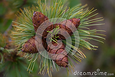 Mature cones on pine elfin. Stock Photo