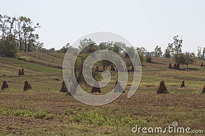 Mature corn crop. corn plants with cobs in field after harvest Stock Photo