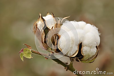 Mature cotton Stock Photo