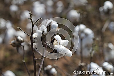 Mature Cotton Bolls with Blurred Background Stock Photo