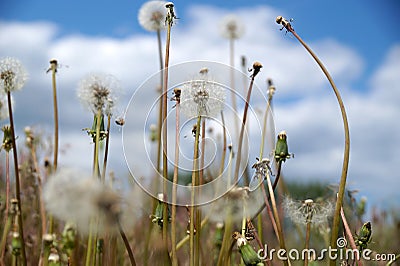 Mature dandelions on a lawn in the city yard Stock Photo