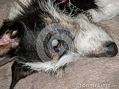 Mature eye cataract in blind dog. Closeup of face. Stock Photo