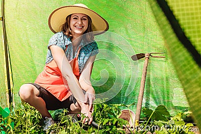 Woman with gardening tool working in greenhouse Stock Photo