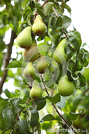 Mature fruit in the branch of a tree Stock Photo