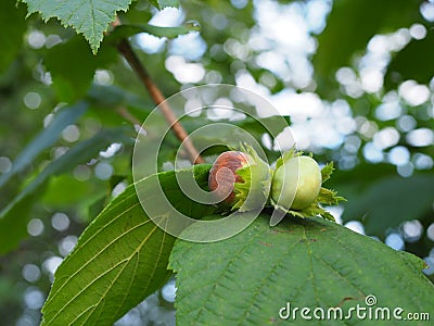 Mature fruits of hazelnut. Hazelnut tree canopy, with young fruit Stock Photo