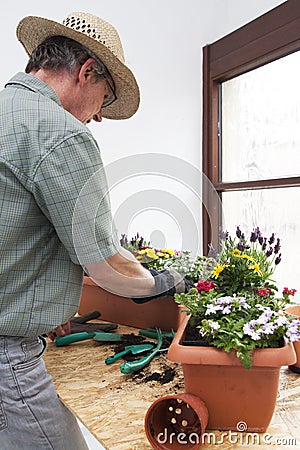 Mature gardener or florist preparing colorful flower pots Stock Photo