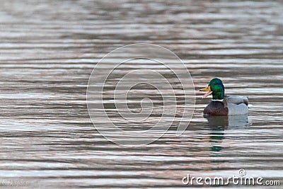 Mallard drake quacking Stock Photo