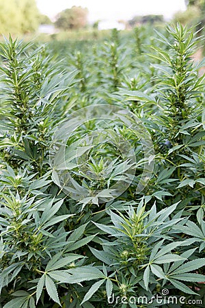 Industrial hemp or marijuana field Stock Photo