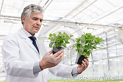 Mature male biochemist examining seedlings in plant nursery Stock Photo