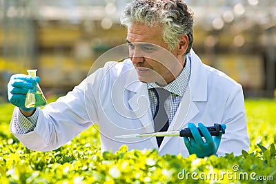 Mature male biochemist holding chemical in test tube with pipette in plant nursery Stock Photo