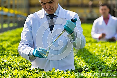 Mature male biochemist pouring chemical in test tube with pipette in plant nursery Stock Photo