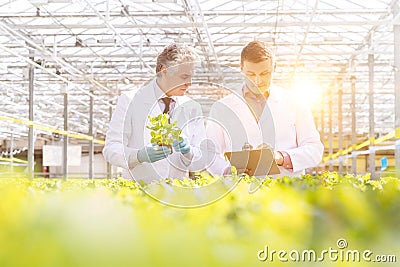 Mature male biochemists discussing over clipboard while standing in plant nursery Stock Photo