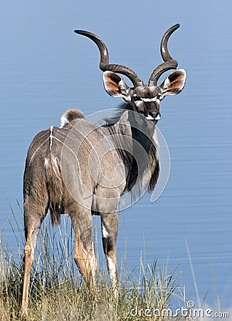 A mature male Kudu - Namibia Stock Photo