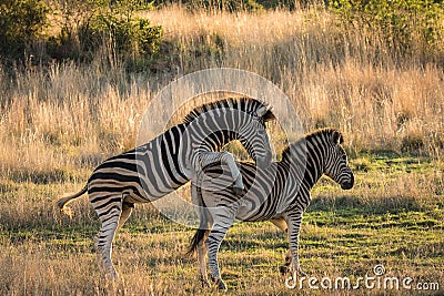 Adult zebra mating Stock Photo