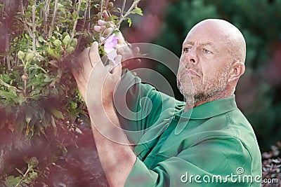 mature man cutting flowers in backyard Stock Photo