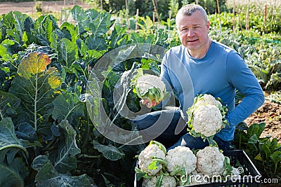 Man horticulturist showing harvest of cauliflower in garden Stock Photo