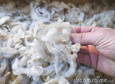 Mature mans hand touching a lock of freshly sheared wool Stock Photo