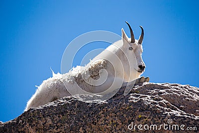 Mature mountain goat resting on boulder Stock Photo